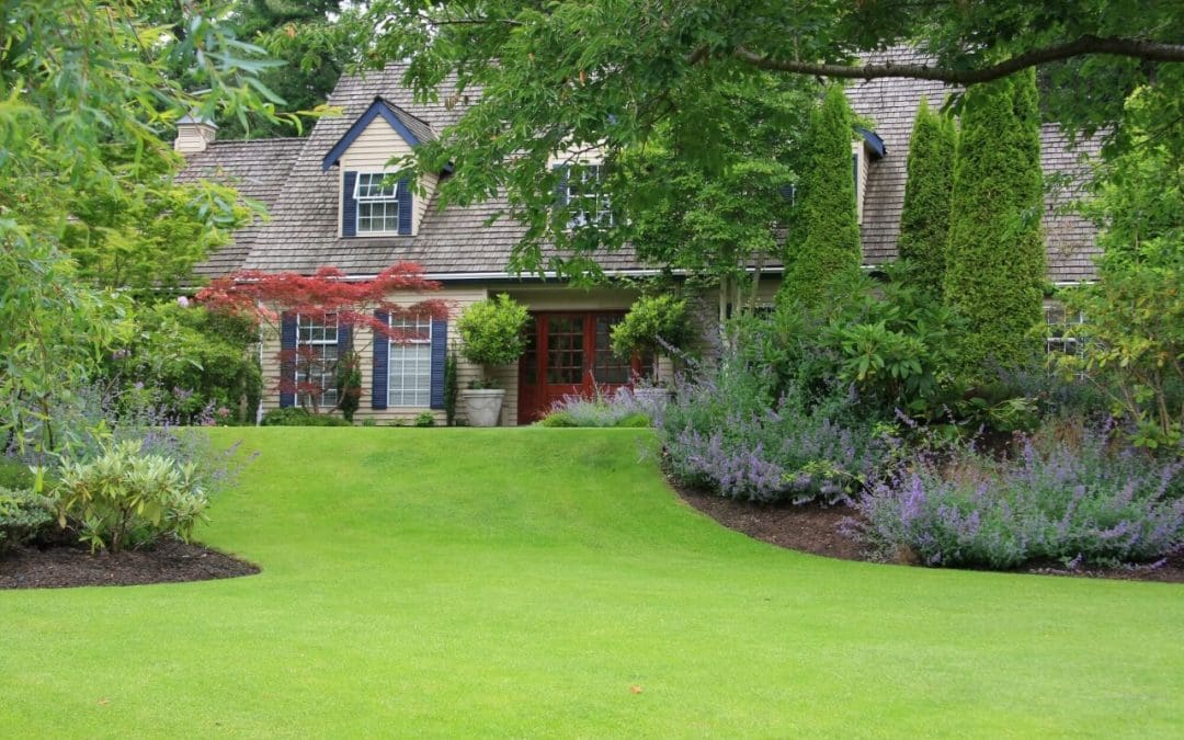 6 Tips for Tree Maintenance