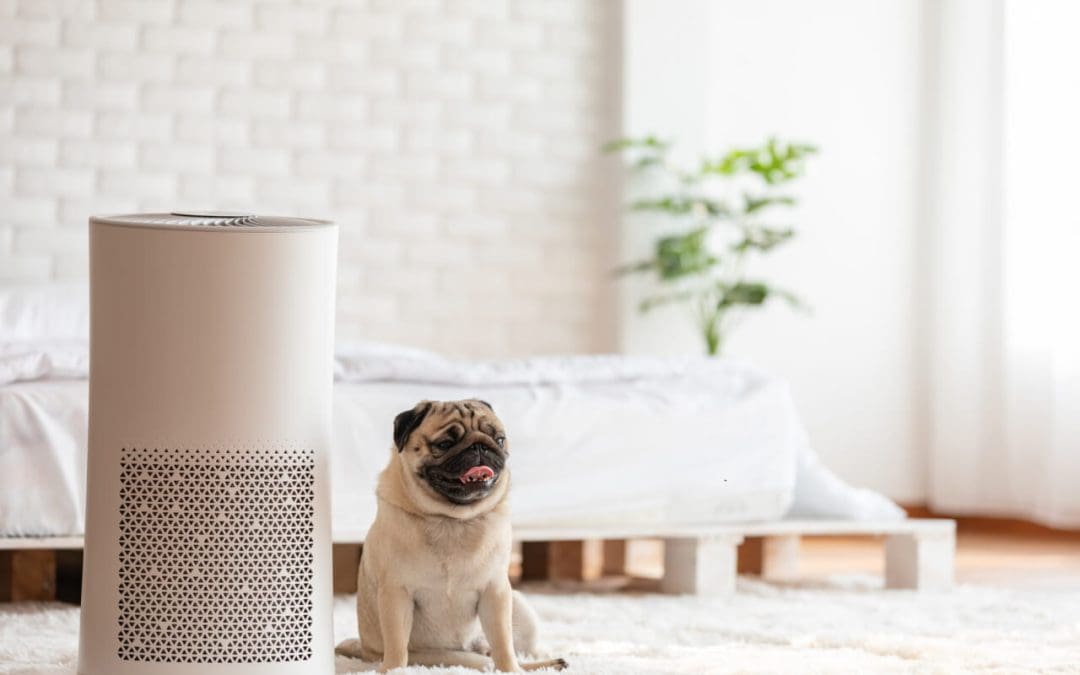 Allergy-Proofing Your Home: Create a Healthy Home