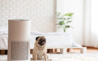 Allergy-Proofing Your Home: Create a Healthy Home